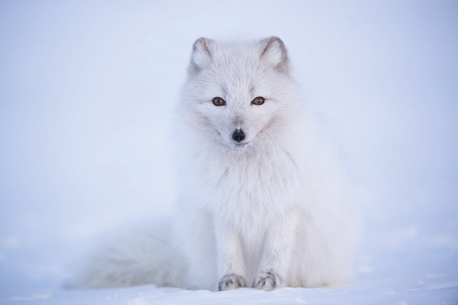 Naturfotograf Morten Hilmer fotograferer i de arktiske egne